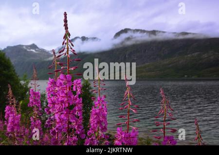 Ersfjord on Kvaløya island, summer view with fireweed (Chamaenerion angustifolium), Northern Norway Stock Photo