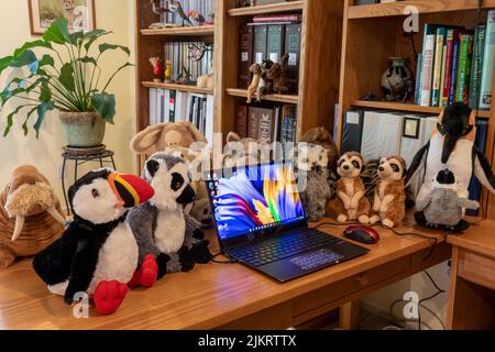 Issaquah, Washington, USA.  Laptop PC surrounded by a collection of stuffed animals. Stock Photo