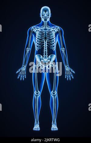 Accurate xray of anterior view of full human skeletal system with adult male body contours 3D rendering illustration. Medical, healthcare, anatomy, os Stock Photo