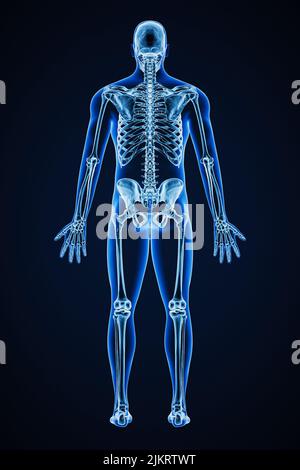Accurate xray of posterior view of full human skeletal system with adult male body contours 3D rendering illustration. Medical, healthcare, anatomy, o Stock Photo