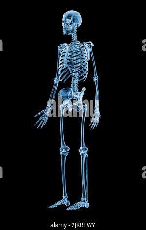 Xray image of anterior three-quarter view of full human skeletal system or skeleton isolated on black background 3D rendering illustration. Medical, h Stock Photo