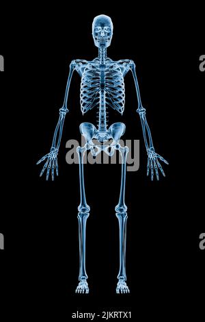 Xray image of anterior or front view of full human skeletal system or skeleton isolated on black background 3D rendering illustration. Medical, health Stock Photo