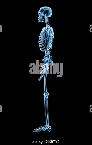 Xray image of lateral or profile view of full human skeletal system or skeleton isolated on black background 3D rendering illustration. Medical, healt Stock Photo