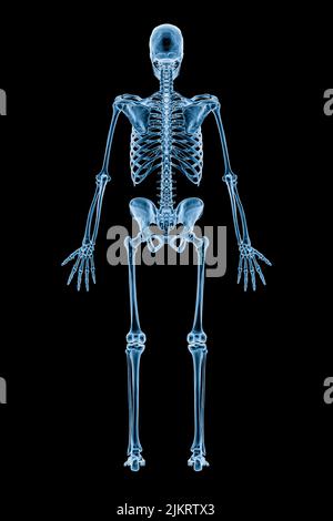 Xray image of posterior or back view of full human skeletal system or skeleton isolated on black background 3D rendering illustration. Medical, health Stock Photo