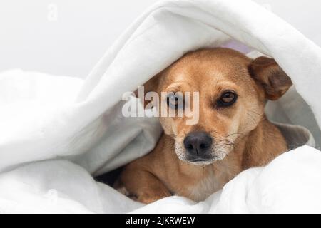 A shy mixed-breed female dog tucked under a white warm blanket feeling nervous and scared. White background with empty space for text Stock Photo