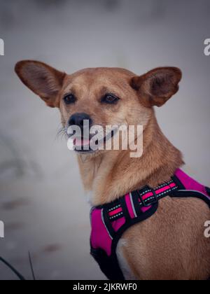 Portrait of a happy mixed-breed female brown dog in a pink harness standing outside smiling with a friendly expression against a blurred background Stock Photo