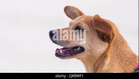 Side view face portrait of happy mixed-breed dog looking away isolated on white background with empty space for text Stock Photo