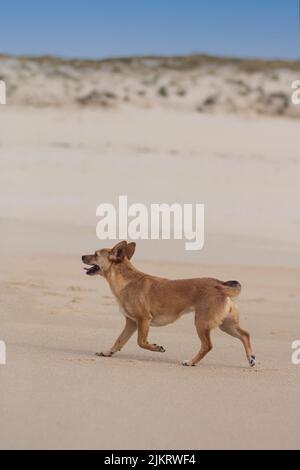A happy mongrel brown dog walking freely in the beach on a sand dune. Vertical orientation with empty space for text Stock Photo