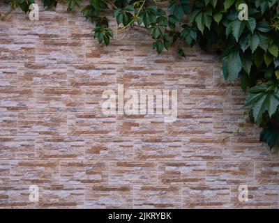 Decorative beige stone tile wall with green ivy leaves in the corner, showing textured architectural background, natural contrast and modern exterior Stock Photo