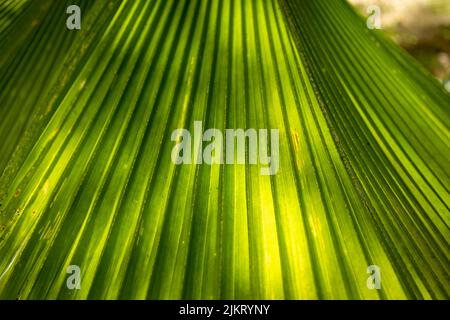 Pattern of converging lines of a palm leaf. Abstract shapes created by nature. Stock Photo