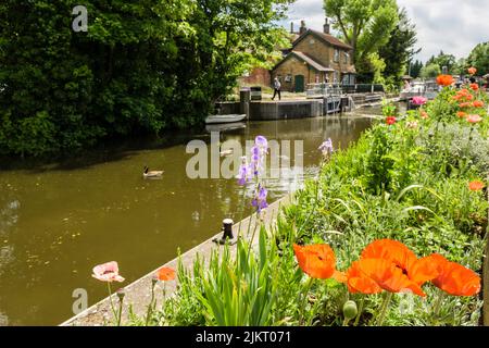 Poppies by Boulters Lock on the River Thames in summer. Maidenhead, Berkshire, England, UK, Britain Stock Photo
