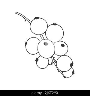 Black and white illustration of currant berries on a white background. Doodle style. Cartoon style Stock Vector