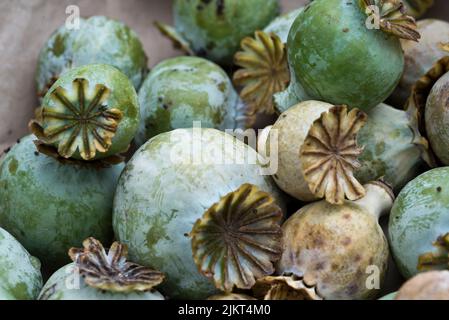 Papaver somniferum - common opium poppy seed heads Stock Photo