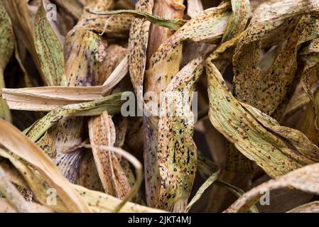 Leek rust on drying garlic leaves Stock Photo