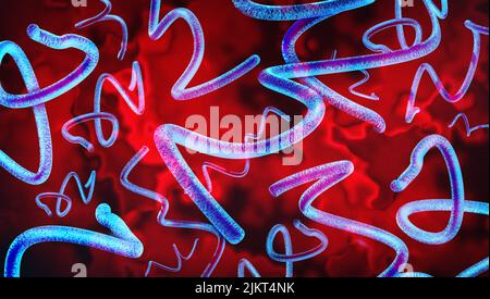 Lyme disease bacteria concept caused by a Deer tick bite as a bacterial spirochete pathogen infection health danger as the bite of a parasite. Stock Photo