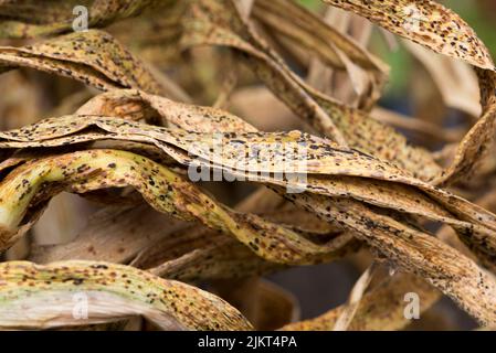 Leek rust on drying garlic leaves Stock Photo