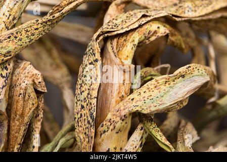 Leek rust on drying garlic leaves Stock Photo