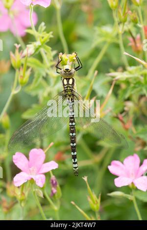 Southern Hawker dragonfly, Aeshna cyanea, immature male in garden on cranesbill geranium, July, Sussex, UK Stock Photo