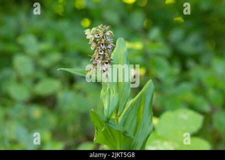 Broad-leaved helleborine orchid (Epipacits helleborine). Stock Photo