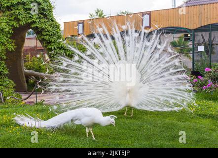 A white male peacock spreads its tail in a mating dance in front of a female peacock. Stock Photo