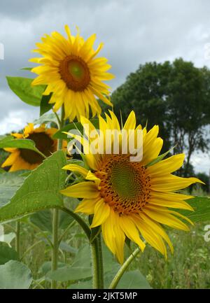 Three sunflowers behind each other in a meadow.  It's normally grown  as a crop for its edible oil and seeds. Latin name: Helianthus annuus Stock Photo