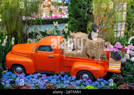 Orange display truck loaded with hay and a  black and white rabbit sitting on it. Surrounded by beautiful blooming Hydrangeas from Holland. Stock Photo