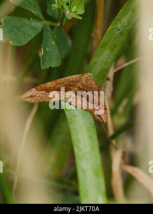 A well-camouflaged moth, a shaded broad-bar, resting on a blade of grass in amongst woodland undergrowth. Stock Photo