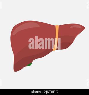 Liver icon on a white background. Stock Vector