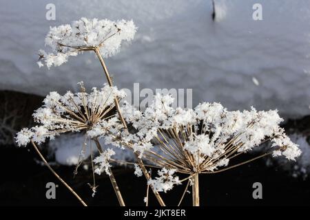 A closeup shot of snow on branches Stock Photo