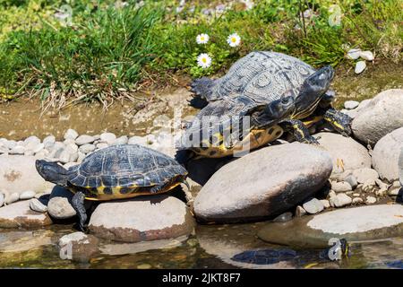 A selective focus shot of a Turtle on the rocks in a forest Stock Photo ...