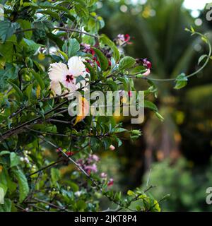 A beautiful white Hibiscus flower with colorful flowers in the background in Caraiva, Bahia, Brasil Stock Photo