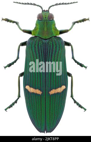 Jewel beetle species Catoxanta opulenta opulenta. Stock Photo