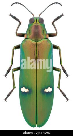 Jewel beetle species Megaloxantha bicolor othanii. Stock Photo