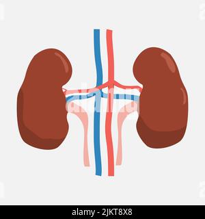 Kidneys icon on a white background.  Stock Vector