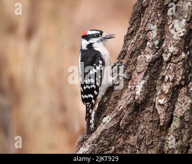 A closeup of the downy woodpecker on the tree trunk. Dryobates pubescens. Stock Photo