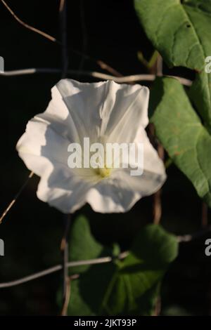 A vertical close-up shot of an Ipomoea growing outside of a metallic net. Stock Photo
