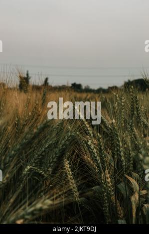 A vertical shot of the field of wheat being blown by the wind Stock Photo