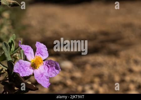 close-up of a rockrose (Cistus albanicus) flower with an out-of-focus dirt road in the background Stock Photo