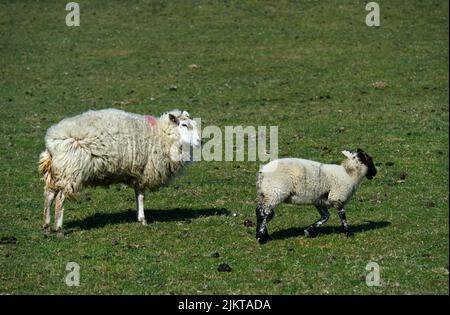 Ewe with lamb,Texel sheep, marsh at theNorth Sea coast, Schleswig-Holstein, Germany Stock Photo
