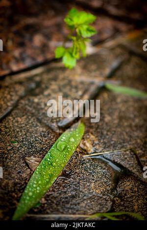 A vertical selective focus shot of green wet fallen grass on the ground Stock Photo