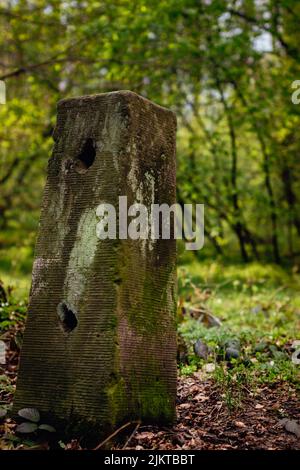 A closeup shot of a green moss wooden texture on autumn leaves in the garden with blurred green trees Stock Photo