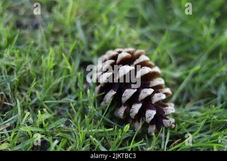 A closeup of a small fallen tree pinecone on green grass Stock Photo
