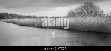 RSPB. Wetlands Reserve, Newport, Wales. Stock Photo