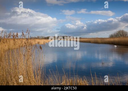 RSPB. Wetlands Reserve, Newport, Wales. Stock Photo