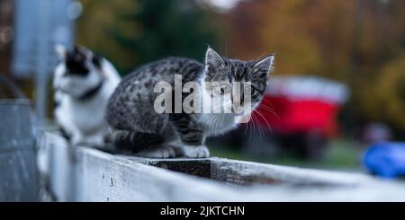 A closeup shot of a cute grey and white kitten and other tuxedo cat on a wall Stock Photo