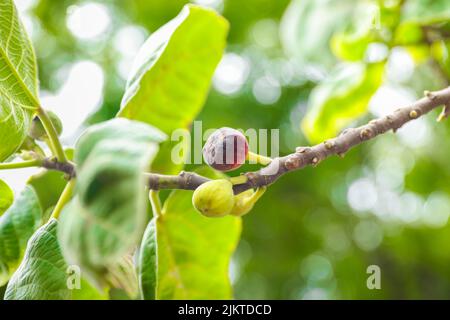 A closeup of raw figs growing on the branch of a green tree in sunlight Stock Photo