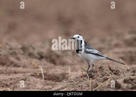 A closeup shot of the cute sparrow bird on the ground in a blurred background Stock Photo