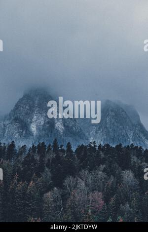 A vertical shot of dense forest in background of huge Bucegi mountains in foggy day Stock Photo