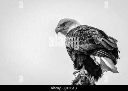 A HIGH KEY PHOTOGRAPH OF A BALD EALE PERCHED ON A DEAD TREE IN THE SKAGIT VALLEY AREA OF WASHINGTON STATE Stock Photo