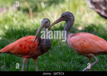 The close-up shot of two Scarlet ibis in a forest Stock Photo